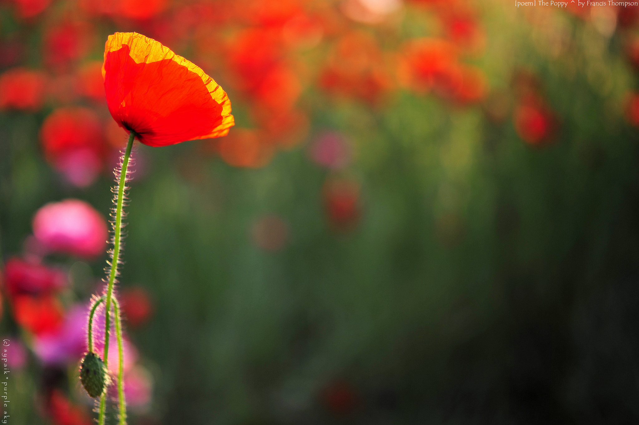 Nikon AF-S Micro-Nikkor 60mm F2.8G ED sample photo. The poppy photography