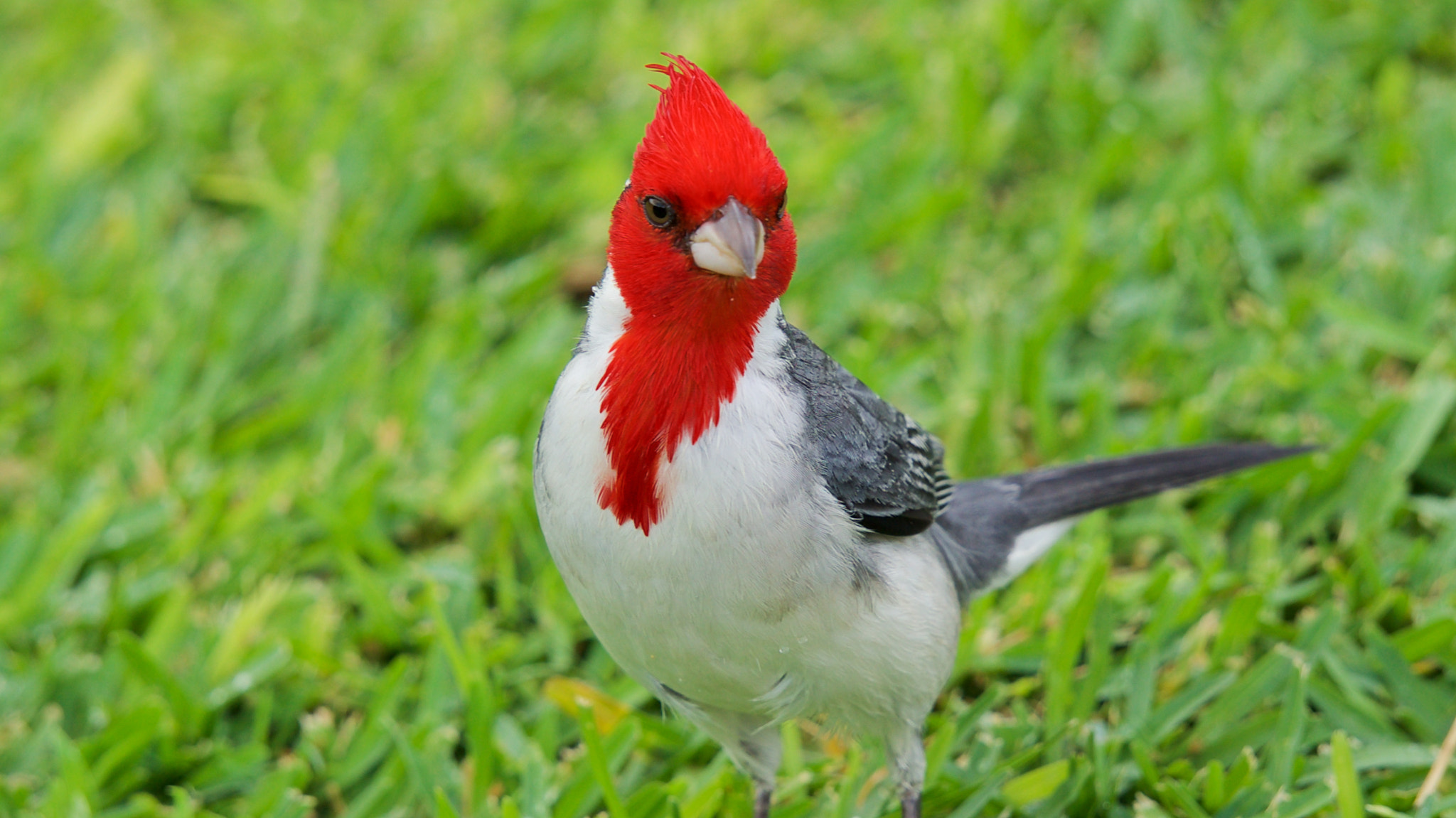Sony a7S sample photo. A red-crested cardinal photography