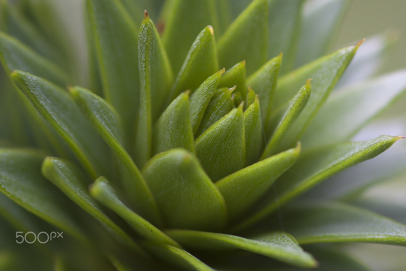 Canon EOS 50D + Sigma 105mm F2.8 EX DG Macro sample photo. Echeveria photography