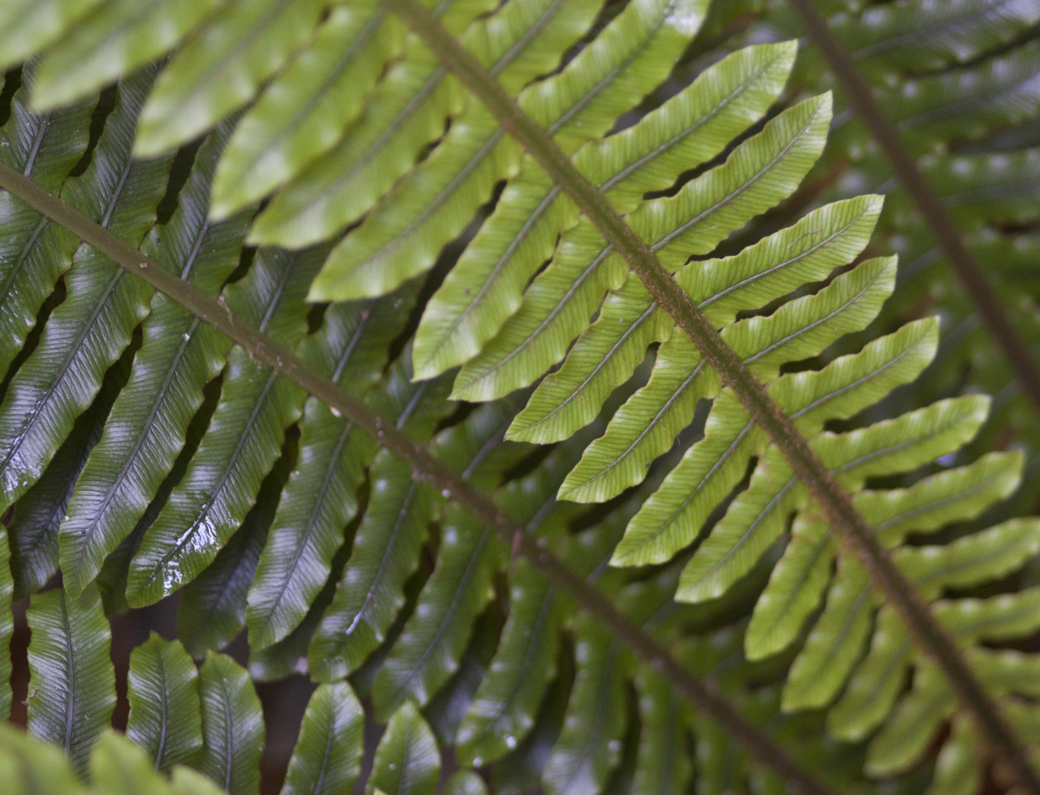Canon EOS 50D + Sigma 105mm F2.8 EX DG Macro sample photo. Untitled photography