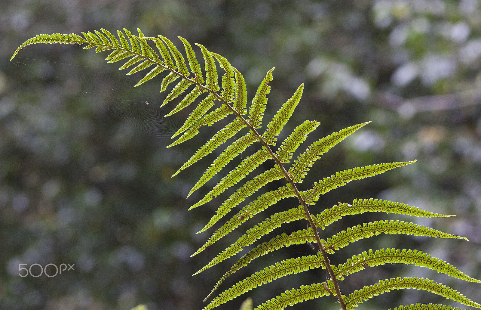 Canon EOS 50D + Sigma 105mm F2.8 EX DG Macro sample photo. Ostrich fern photography