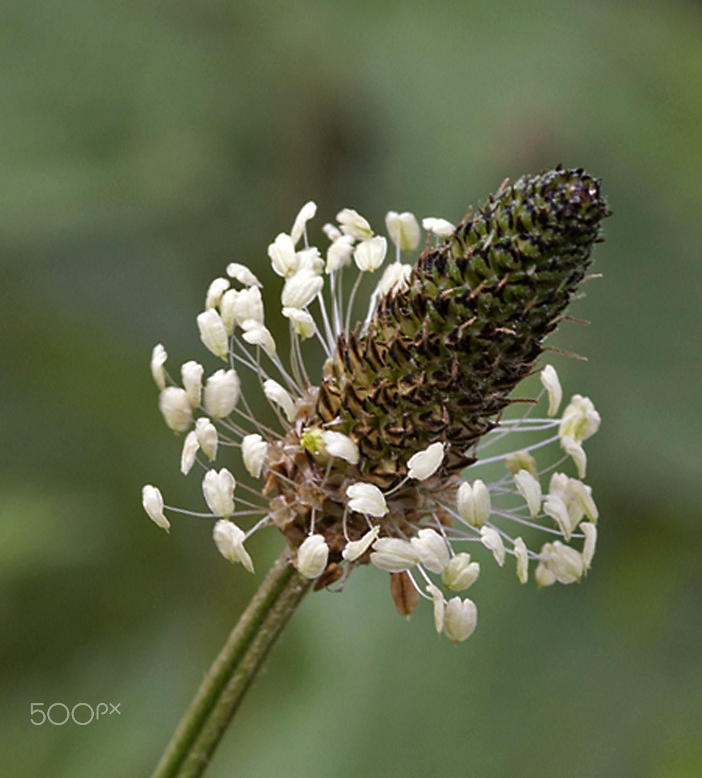 Canon EOS 50D + Sigma 105mm F2.8 EX DG Macro sample photo. Ribwort photography