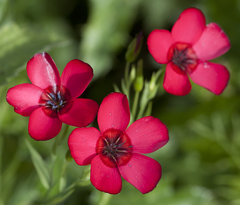 Canon EOS 50D + Sigma 105mm F2.8 EX DG Macro sample photo. Untitled photography