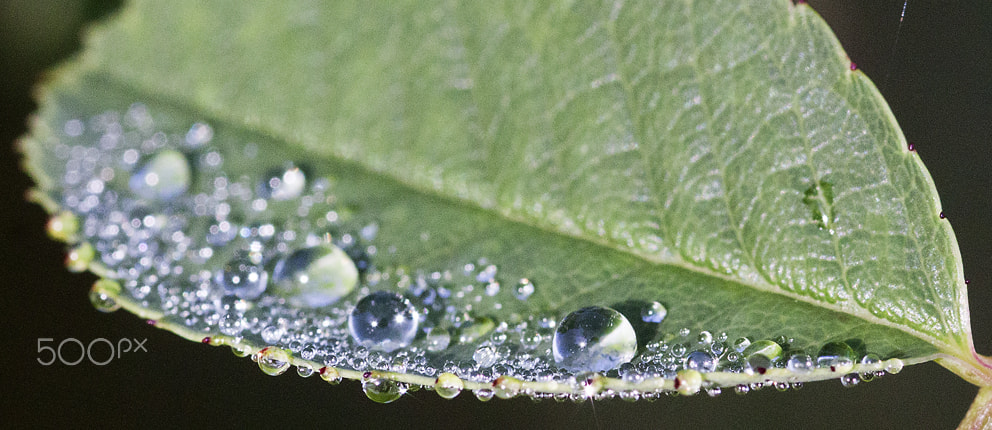 Canon EOS 50D + Sigma 105mm F2.8 EX DG Macro sample photo. Morning dew photography