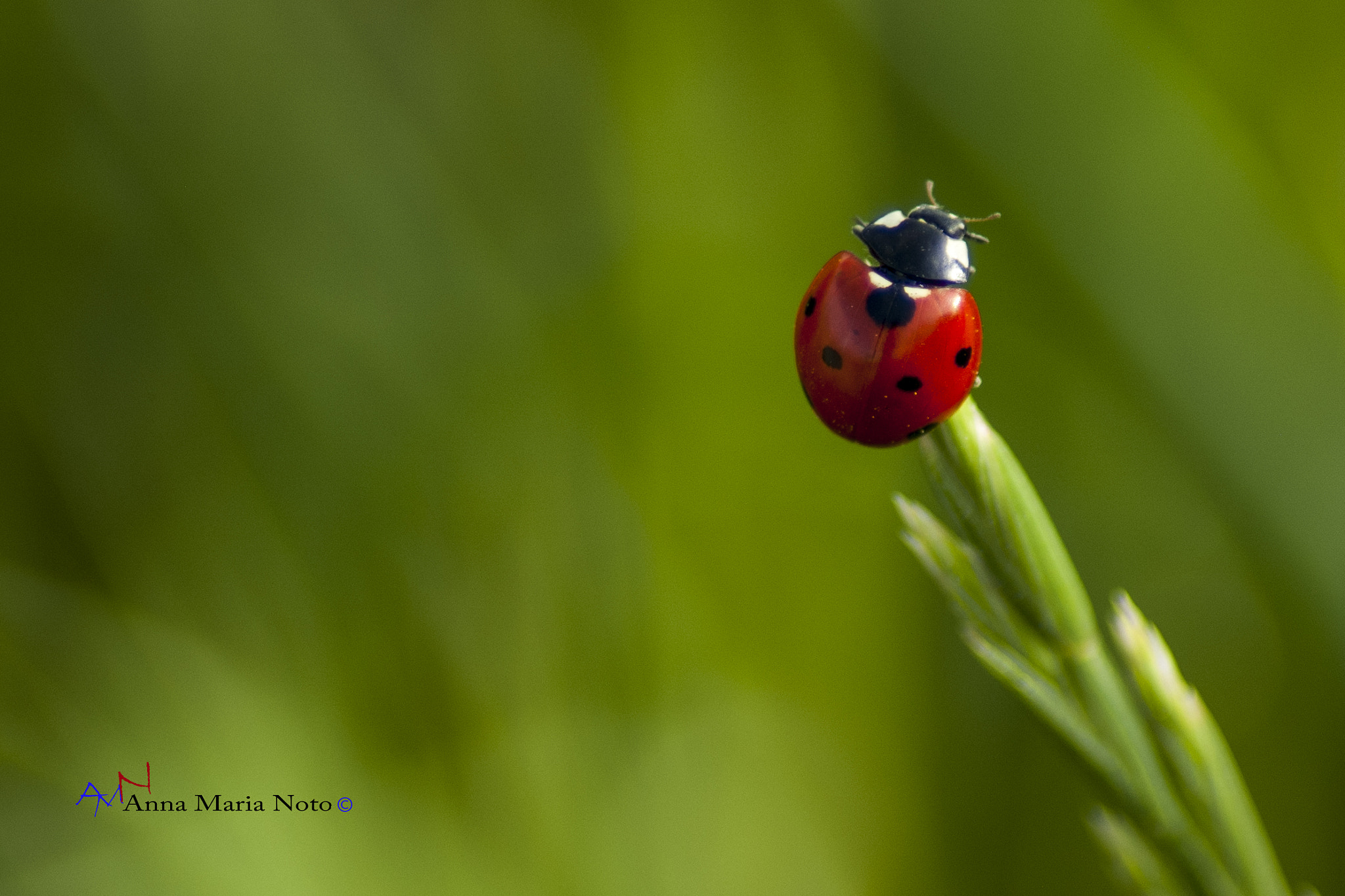 Pentax *ist DL + Tamron AF 70-300mm F4-5.6 Di LD Macro sample photo. Coccinella photography