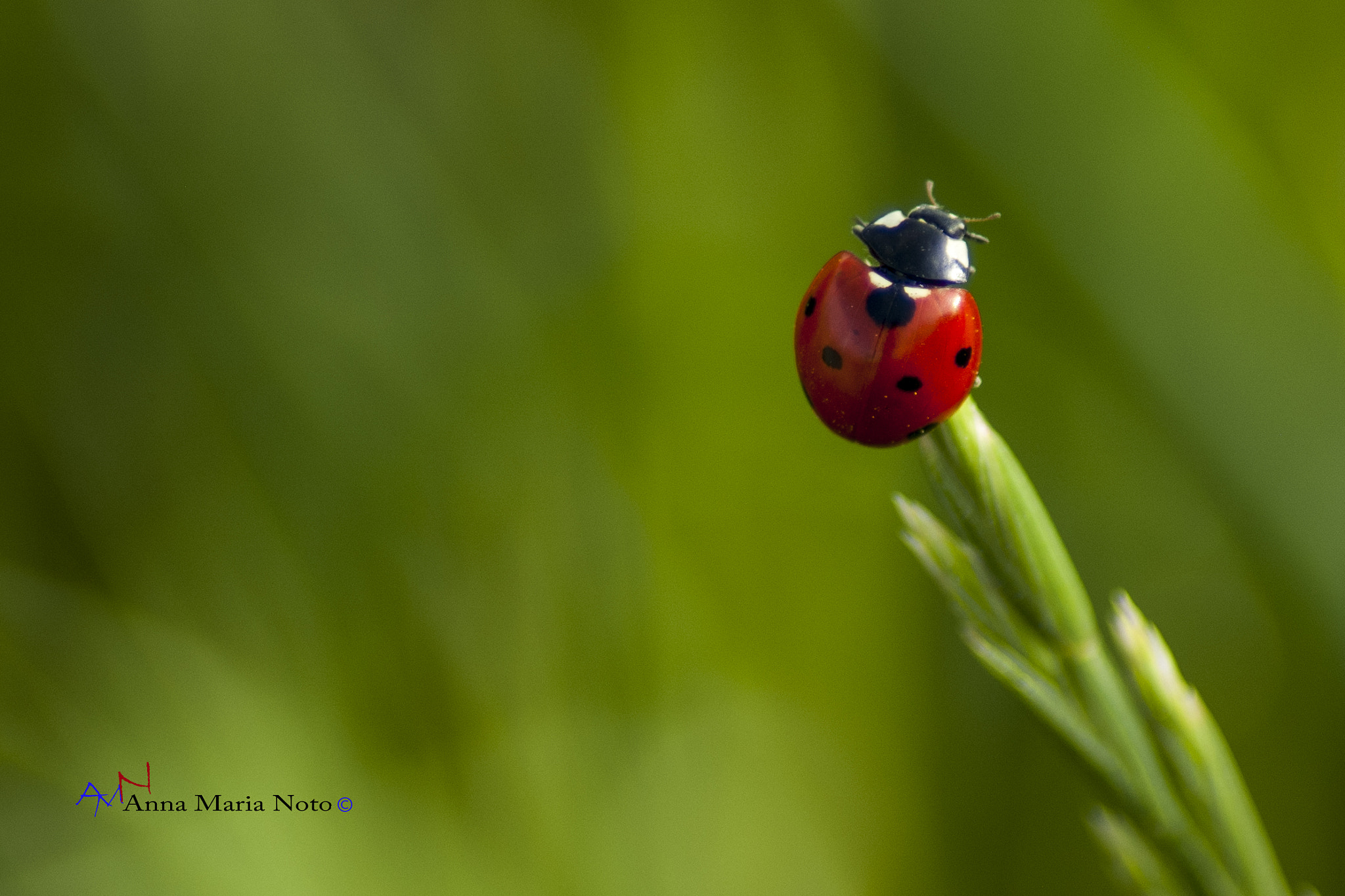 Tamron AF 70-300mm F4-5.6 Di LD Macro sample photo. Coccinella photography