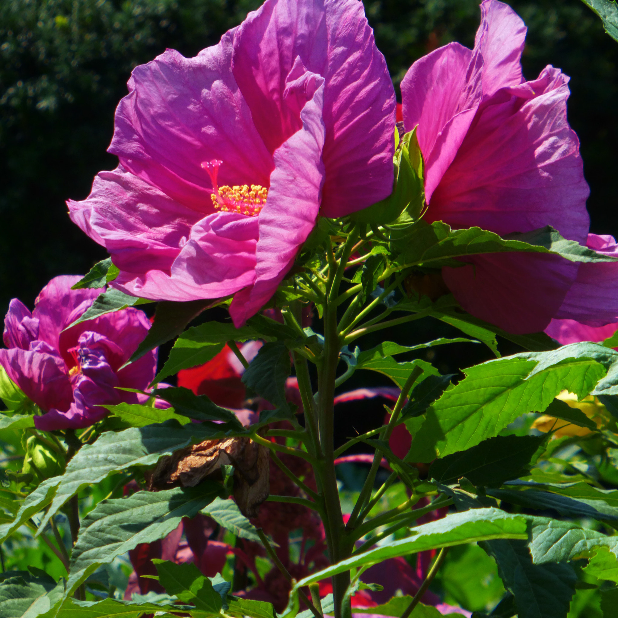 Panasonic Lumix DMC-ZS25 (Lumix DMC-TZ35) sample photo. Spring flower photography