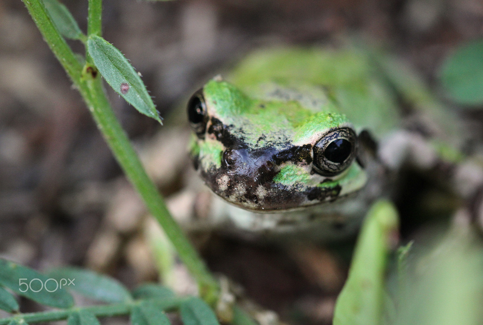 Sigma 105mm F2.8 EX DG OS HSM sample photo. Curiosity photography