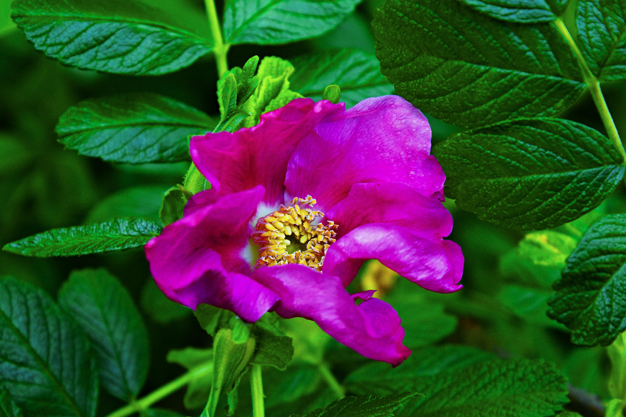 Rosa rugosa Thunb.