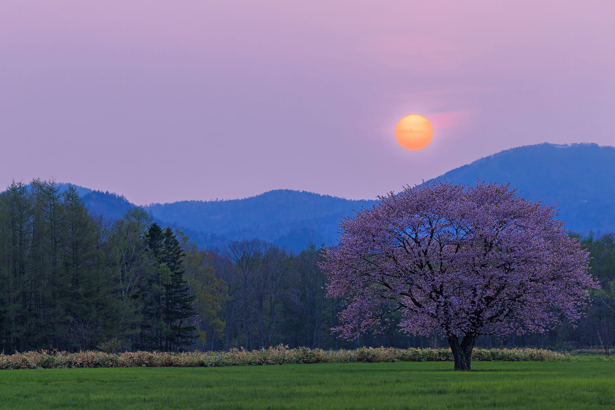 Canon EF 100-400mm F4.5-5.6L IS II USM sample photo. Sunset  tree photography