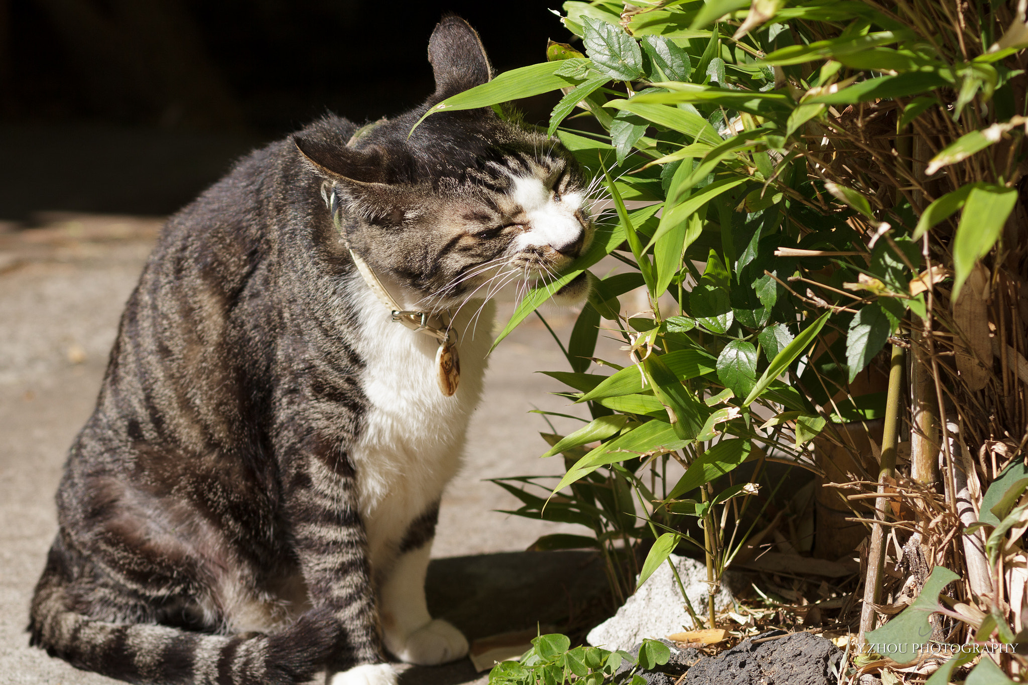 Canon EOS 60D + Sigma 50mm f/2.8 EX sample photo. Nom photography