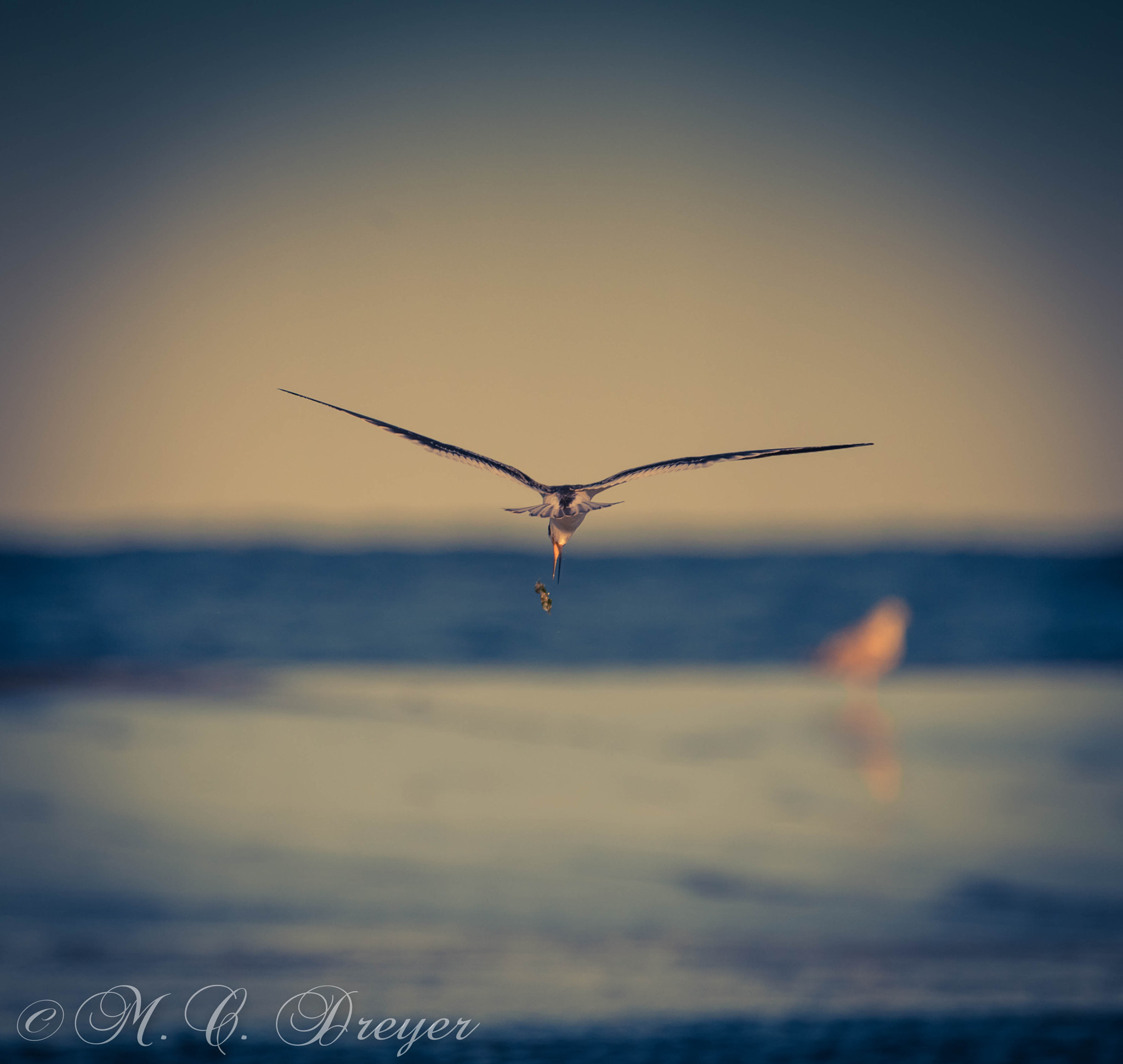 Nikon D800E sample photo. Skimmer in flight at ocean city, nj photography