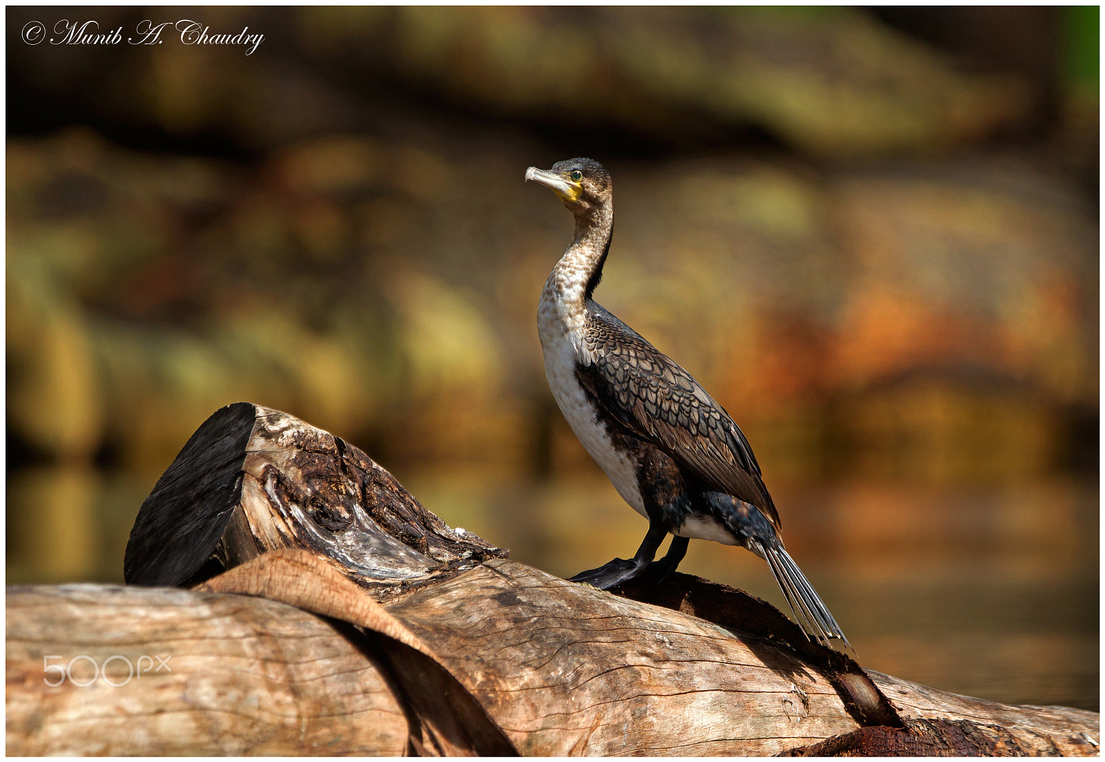 Canon EF 300mm F2.8L IS USM sample photo. Sunbathing on the lake! photography
