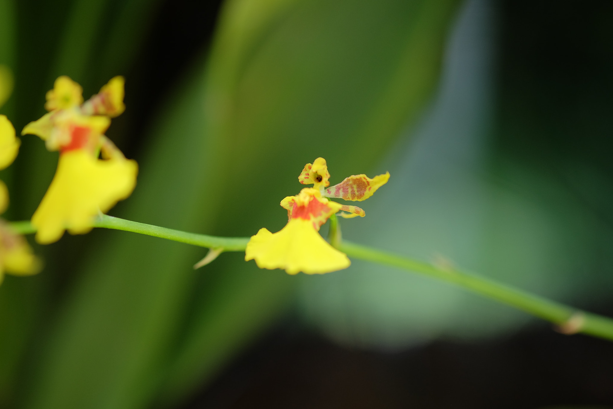 Fujifilm X-A1 + Fujifilm XF 60mm F2.4 R Macro sample photo. Dancing photography