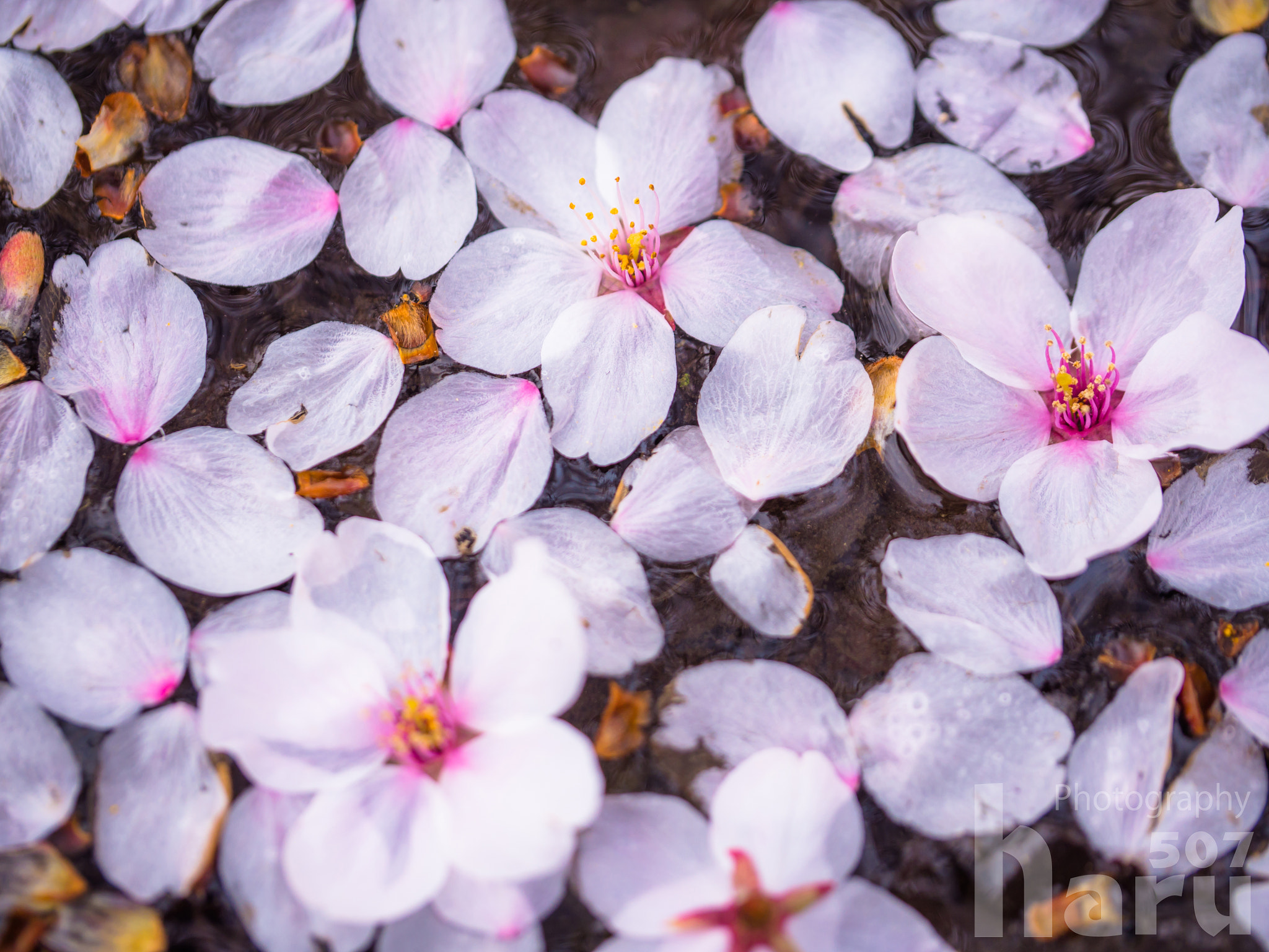 Panasonic Lumix DMC-GH3 sample photo. Cherry blossom photography