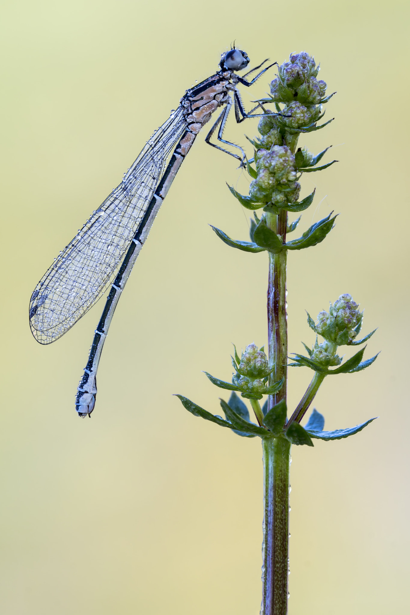 Canon EF 180mm F3.5L Macro USM sample photo. Erste kleinlibelle 2016 photography
