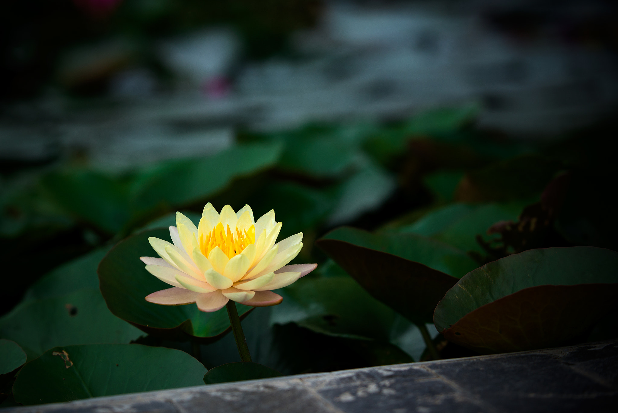AF-S Zoom-Nikkor 80-200mm f/2.8D IF-ED sample photo. Lily photography