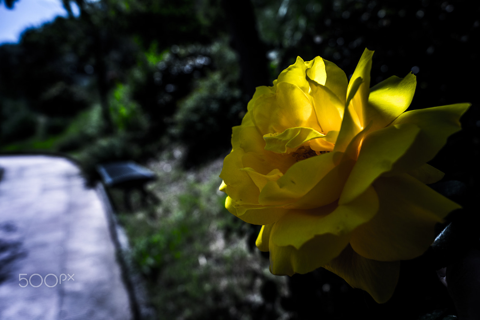 Sony SLT-A68 sample photo. Yellow rose photography