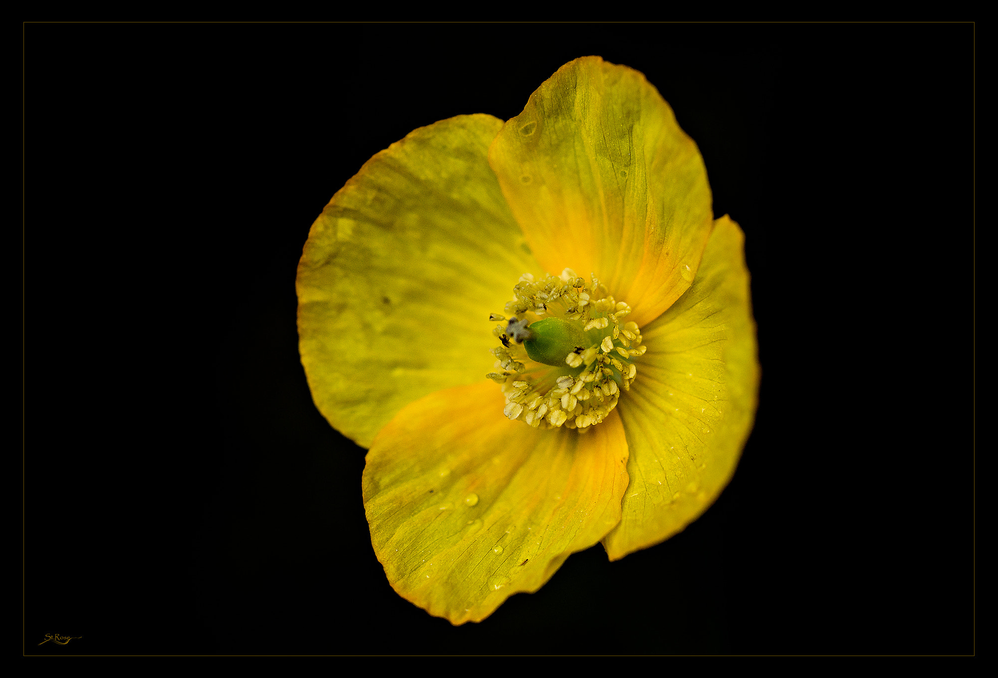 Sony SLT-A77 + 90mm F2.8 Macro SSM sample photo. Yellow poppy photography