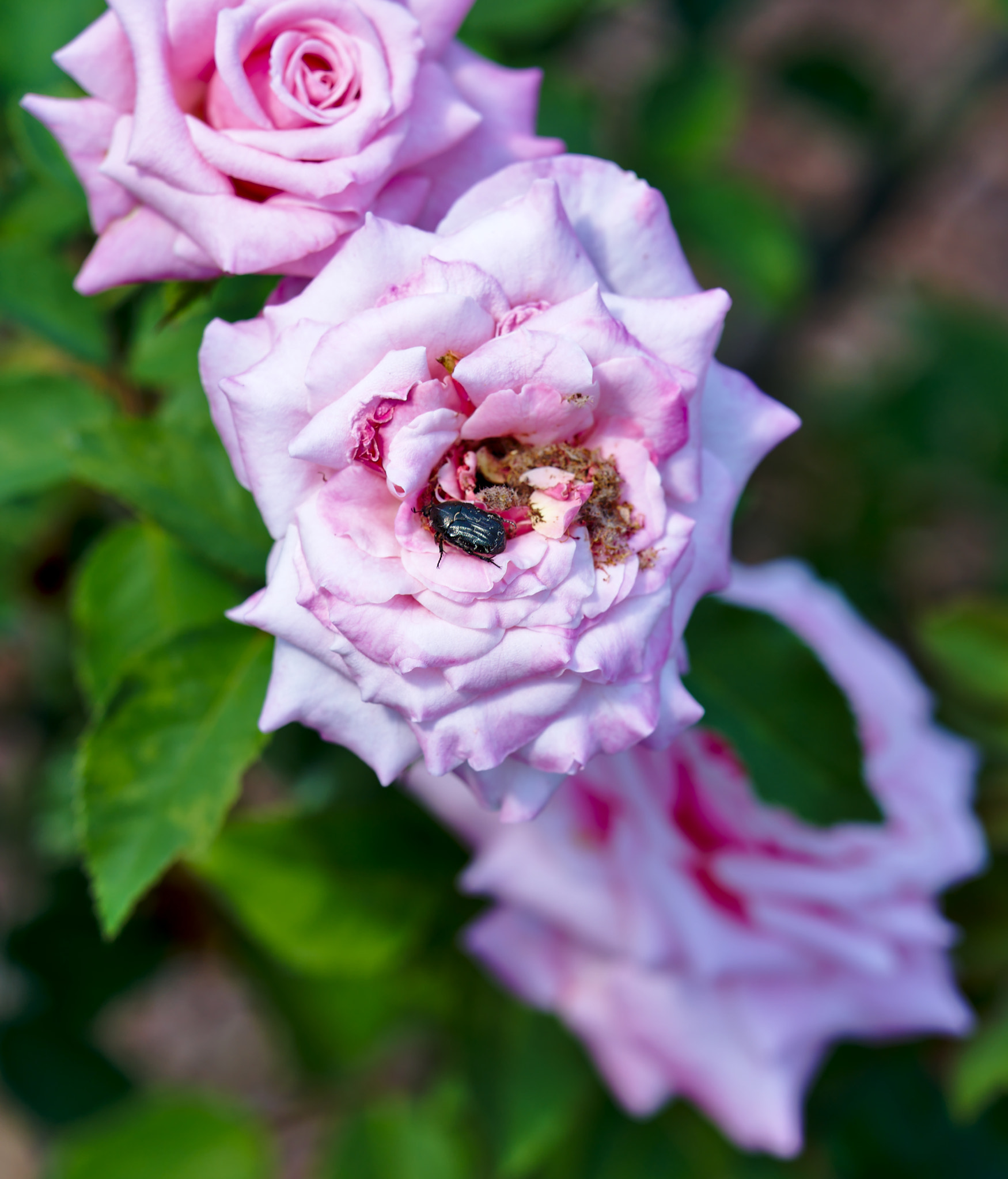 ZEISS Otus 85mm F1.4 sample photo. Beetle on a tournament of roses photography