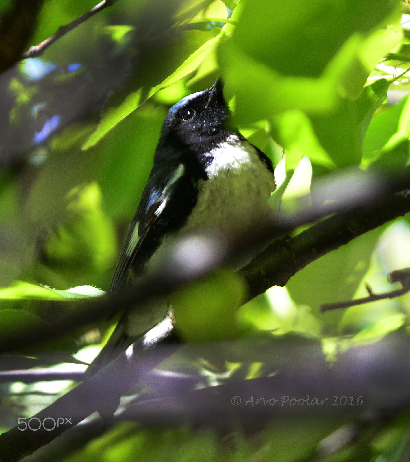 Nikon D7000 + AF Zoom-Nikkor 75-240mm f/4.5-5.6D sample photo. Black throated blue photography