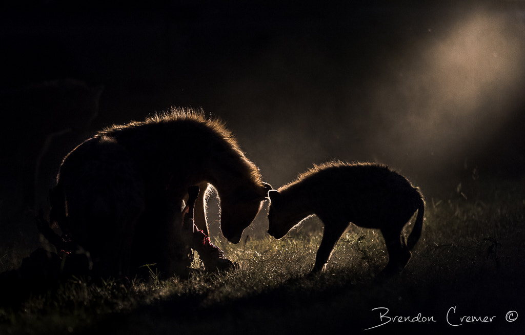 Nikon AF-S Nikkor 400mm F2.8G ED VR II sample photo. Hyaenas at carcass photography
