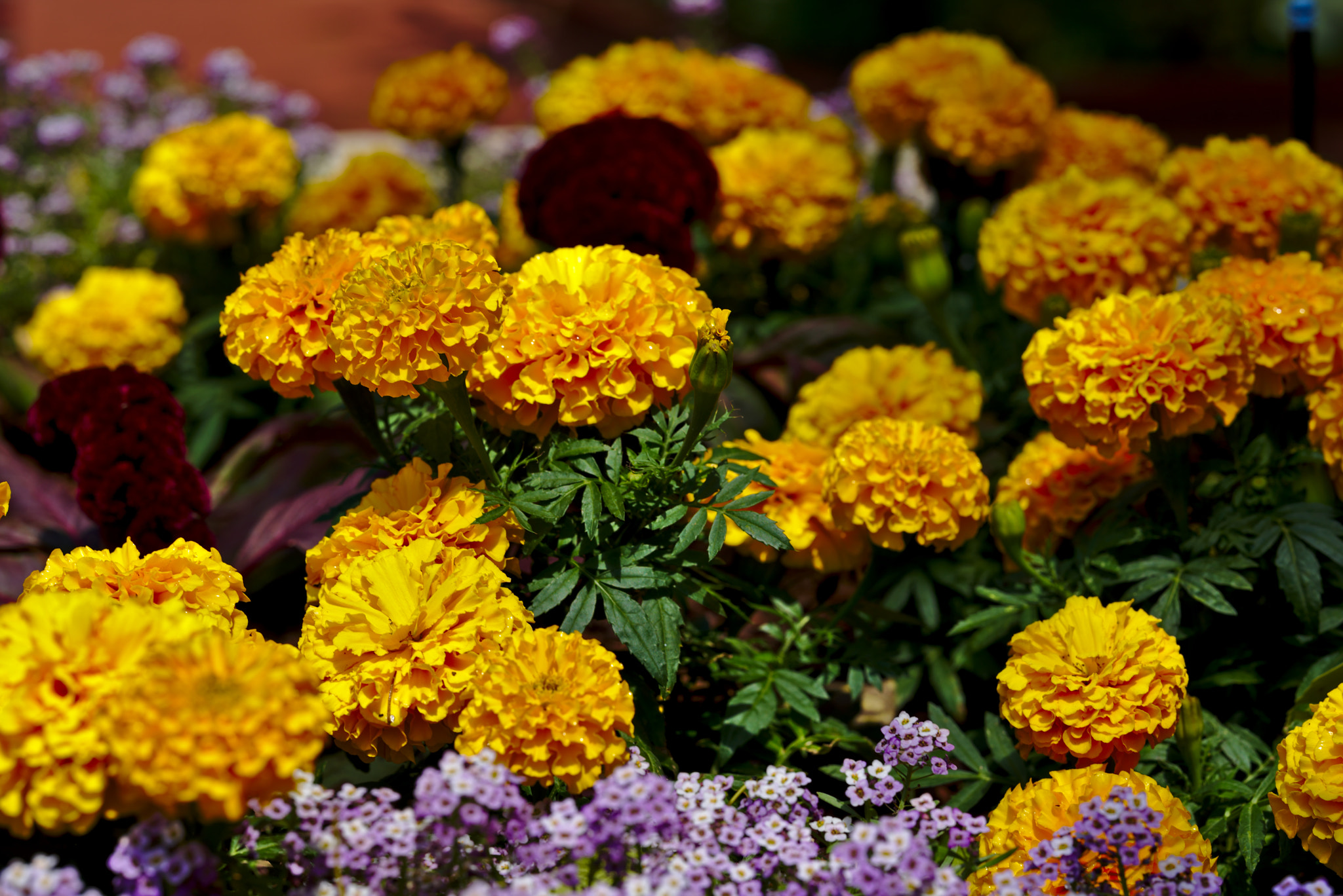 ZEISS Otus 85mm F1.4 sample photo. Chrysanthemum photography