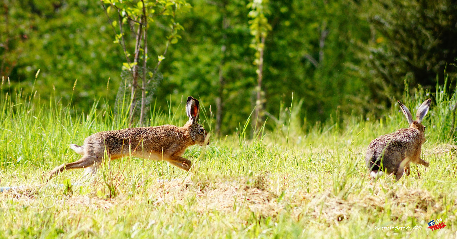 Sony ILCA-77M2 + Sony DT 55-200mm F4-5.6 SAM sample photo. Love in the air ! photography