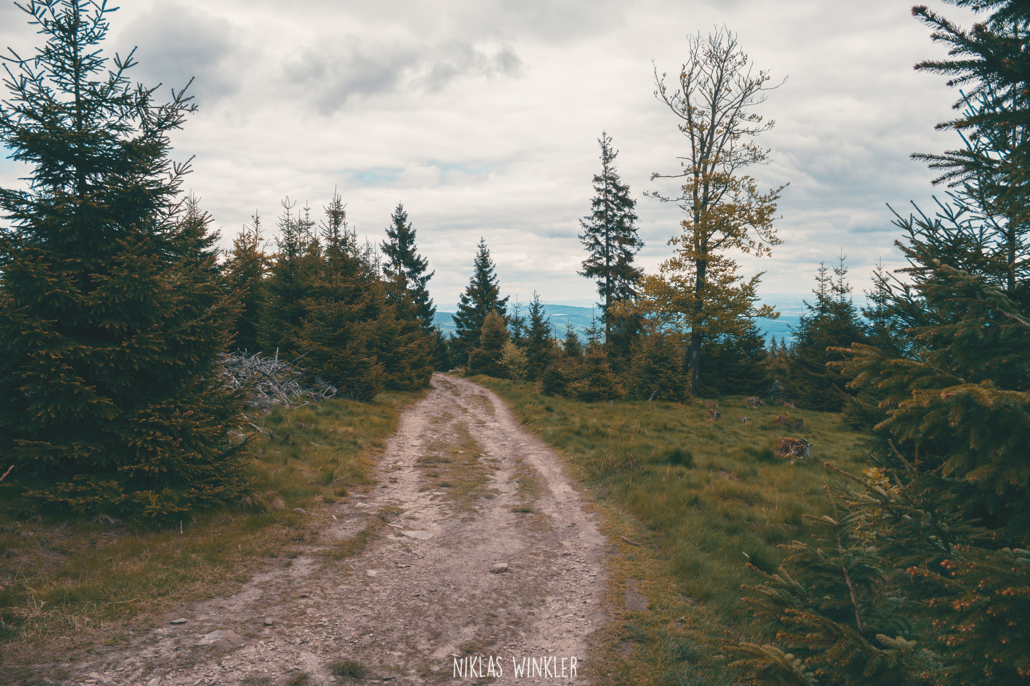 Tamron 18-270mm F3.5-6.3 Di II PZD sample photo. Forest taunus (altkönig) photography