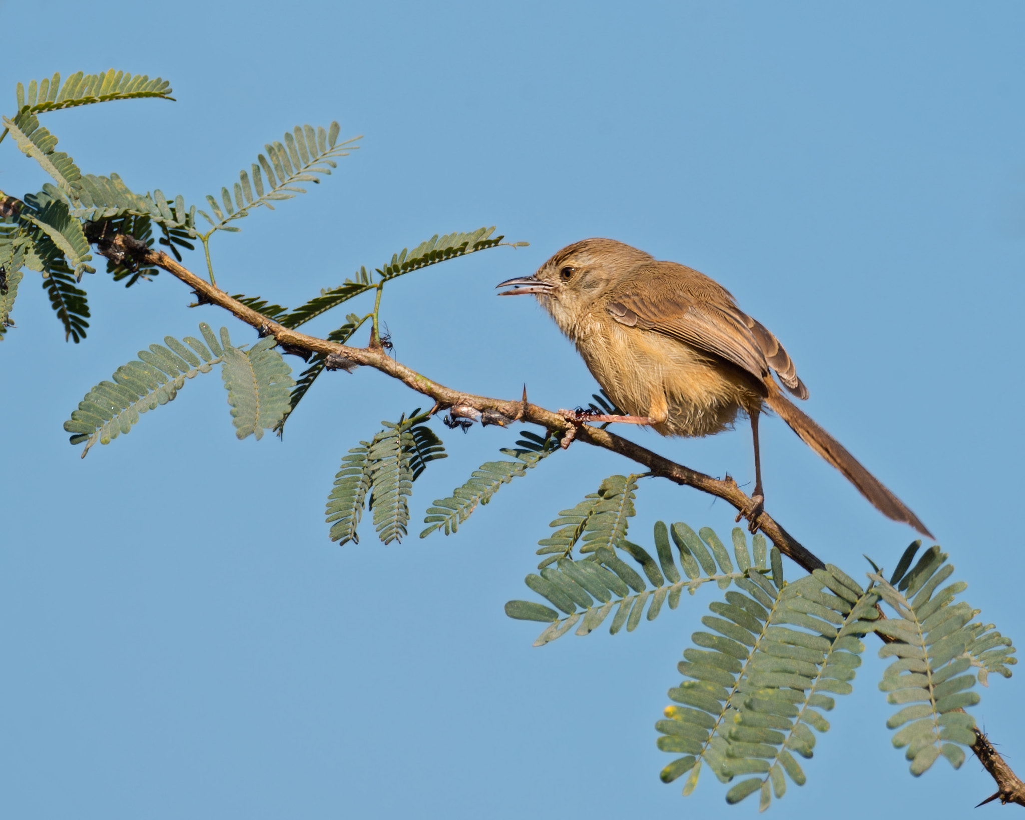 Nikon AF-S Nikkor 800mm F5.6E FL ED VR sample photo. নরল পরন plain prinia prinia inornata photography