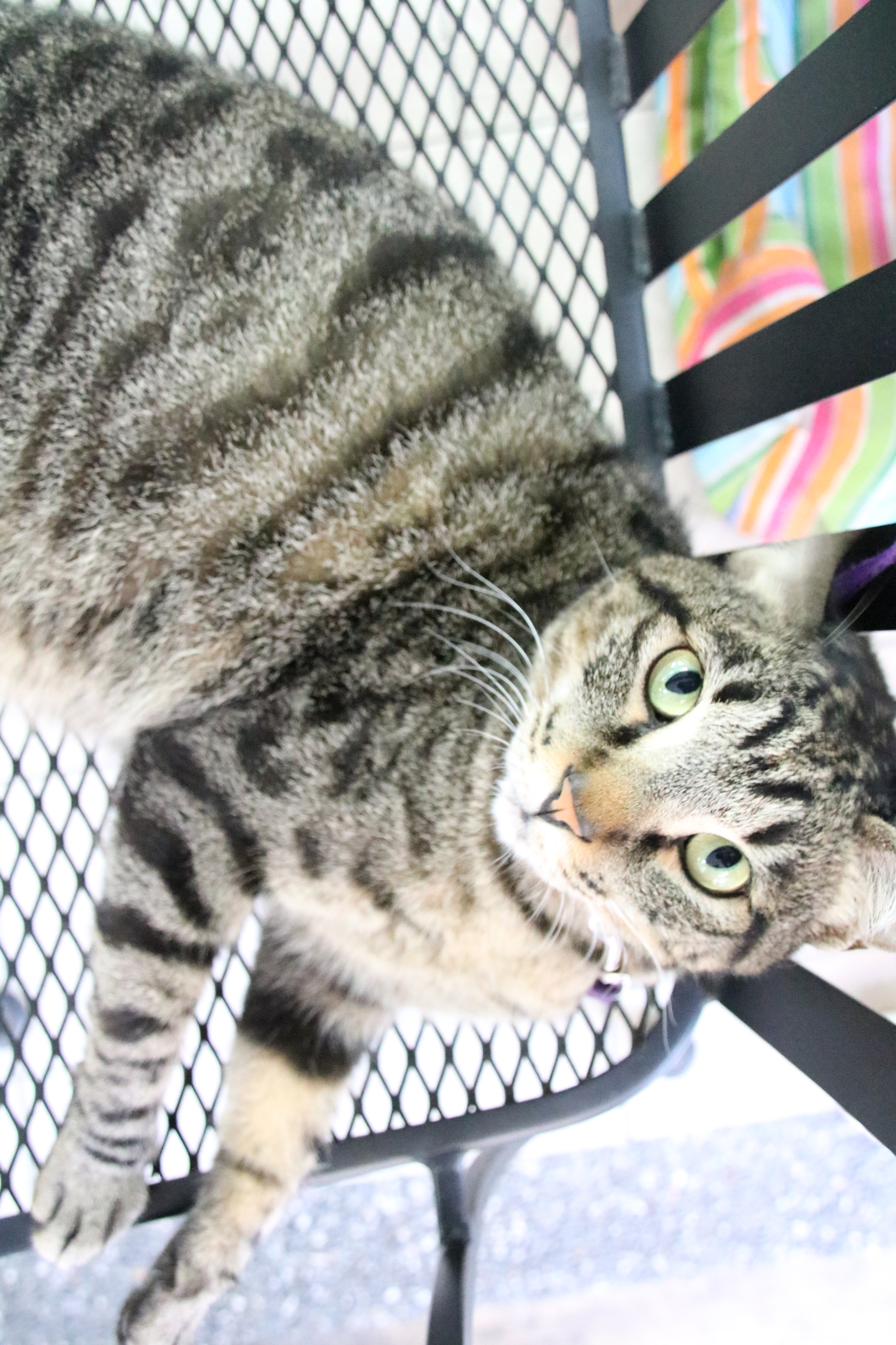 Canon EOS 760D (EOS Rebel T6s / EOS 8000D) sample photo. Cattt photography