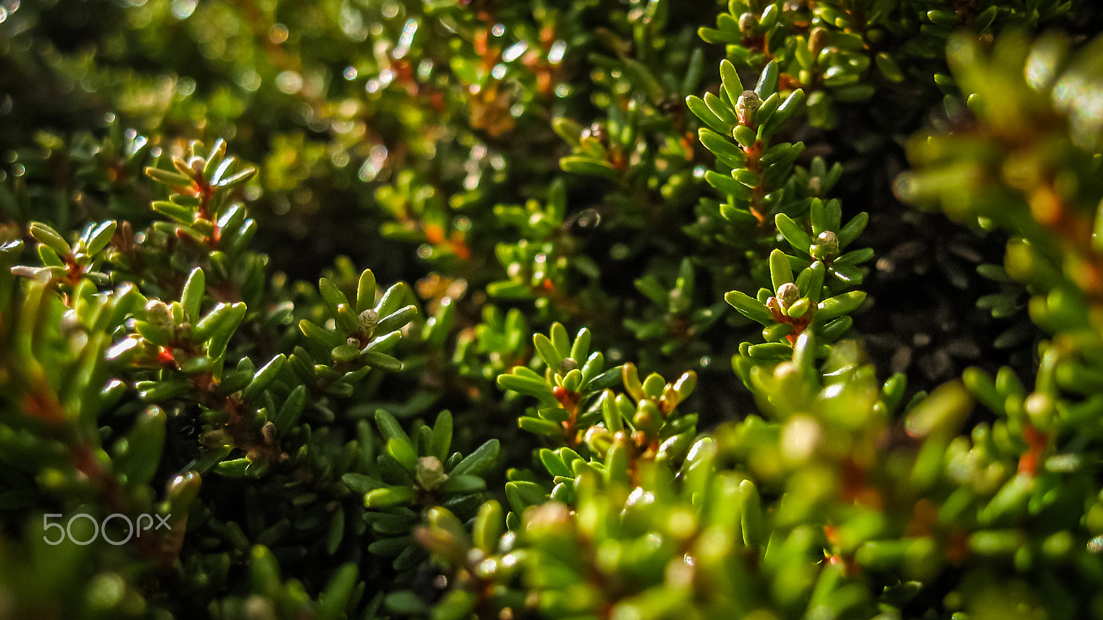 Canon POWERSHOT A540 sample photo. Shrub crowberry photography