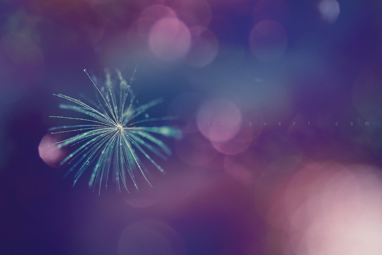 Sigma 150mm F2.8 EX DG Macro HSM sample photo. Dreamy dandelion photography