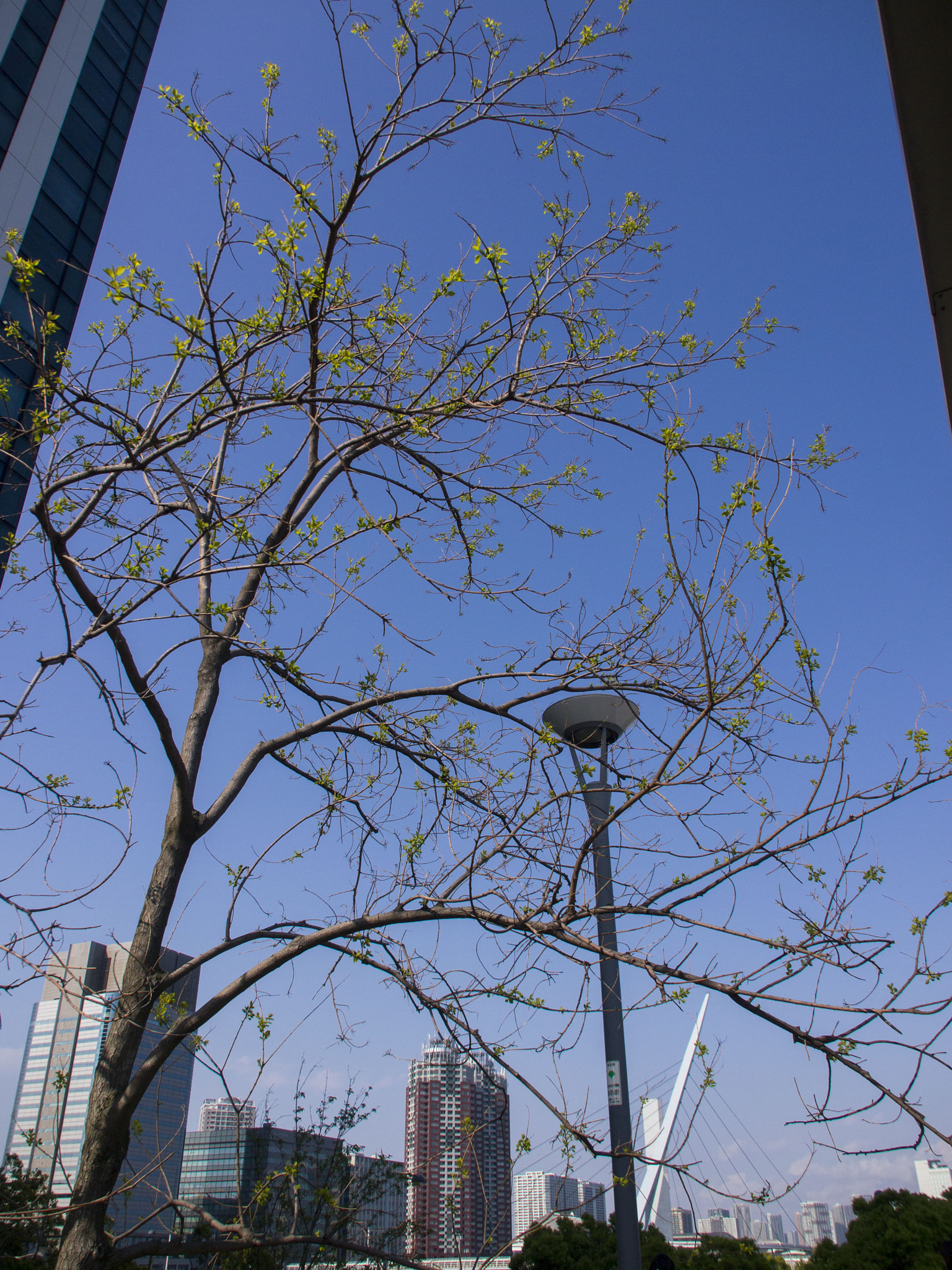 Olympus PEN E-P3 sample photo. Tree photography