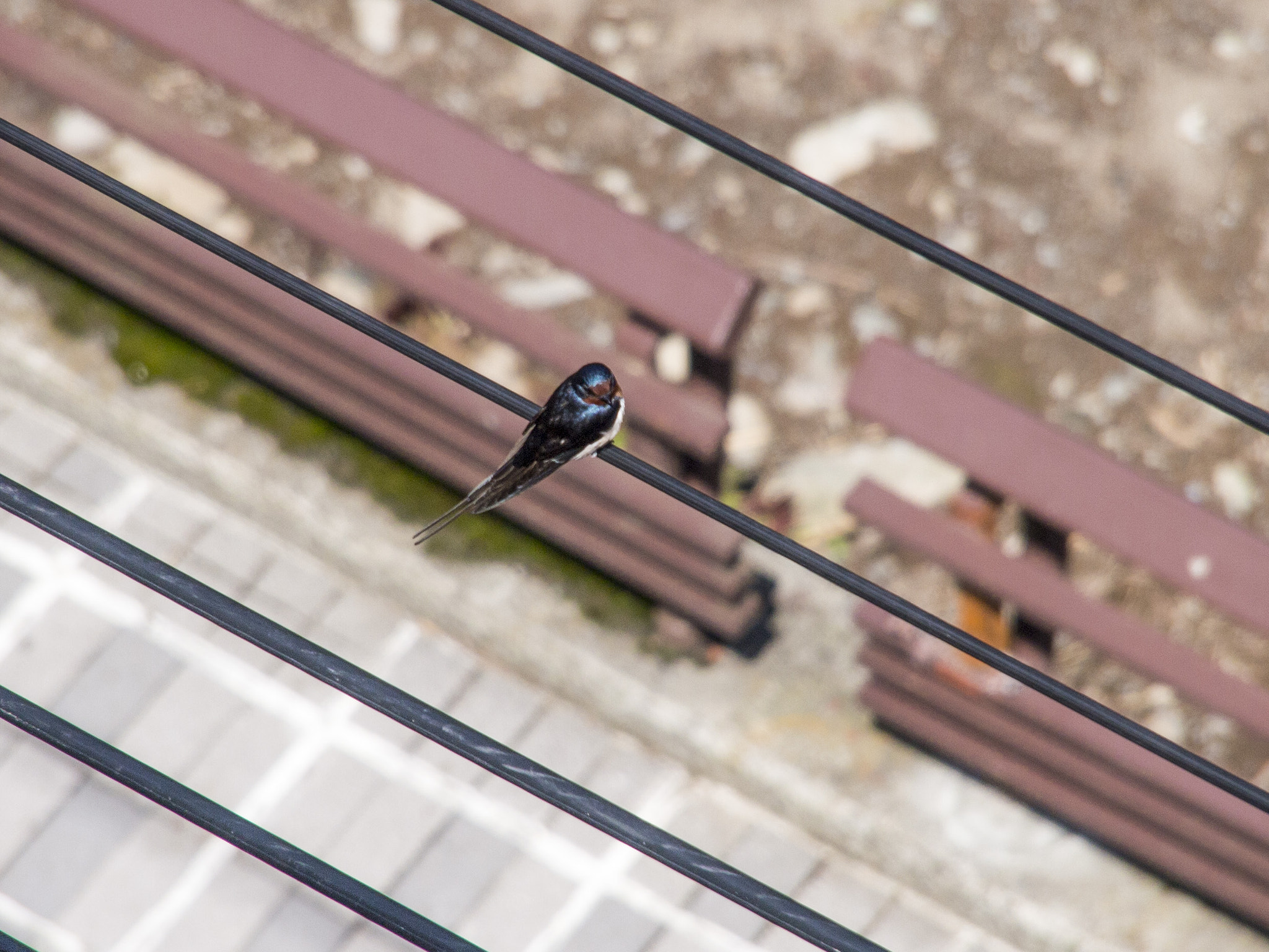 Olympus PEN E-P3 sample photo. Bird photography