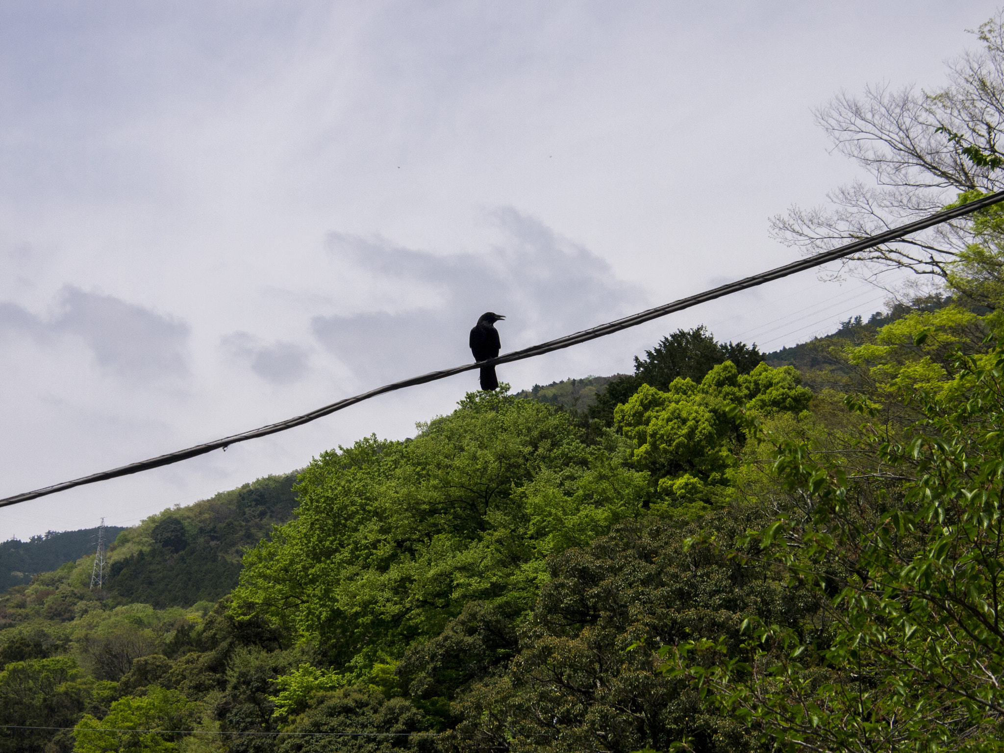 Olympus PEN E-P3 sample photo. Crow photography
