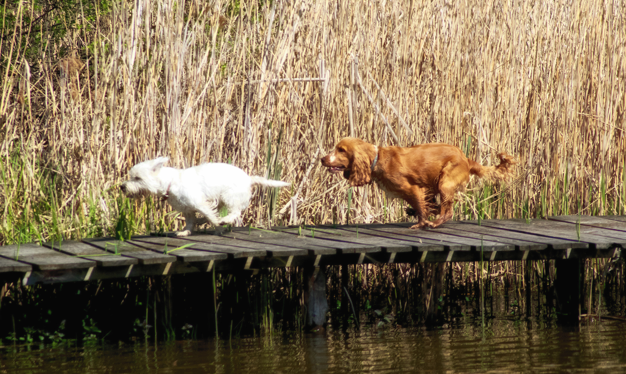 Pentax K-3 + Tamron AF 70-300mm F4-5.6 Di LD Macro sample photo. Running dogs photography