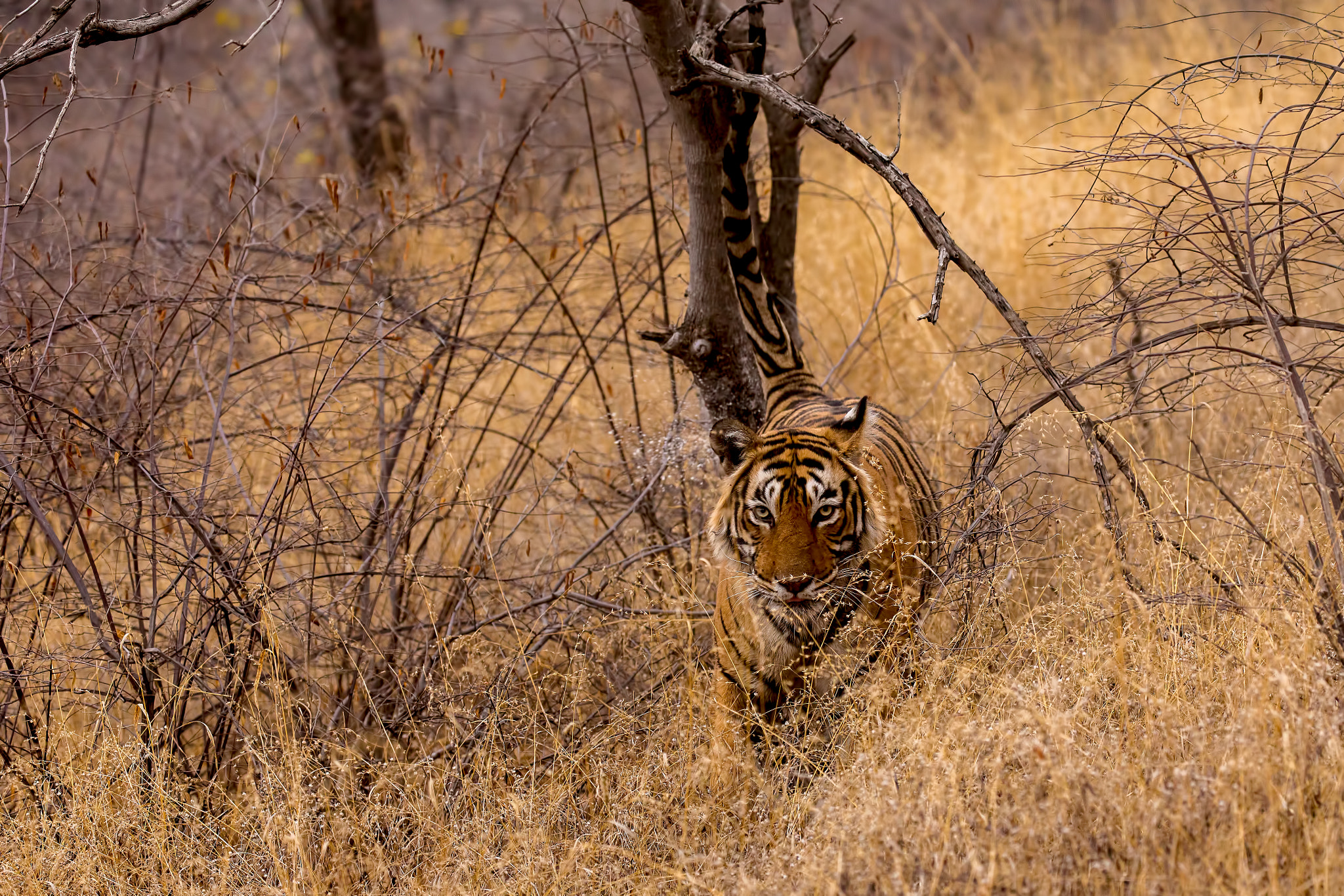 Canon EF 100-400mm F4.5-5.6L IS II USM sample photo. Scent marking tiger photography