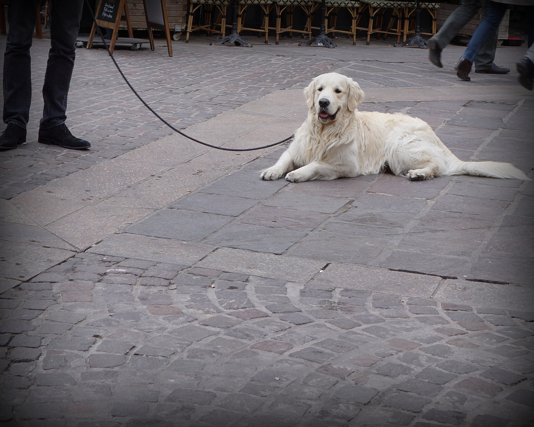 Sony Alpha NEX-7 + Sony E 20mm F2.8 sample photo. Who is the boss? ~ paris ~ mjyj photography