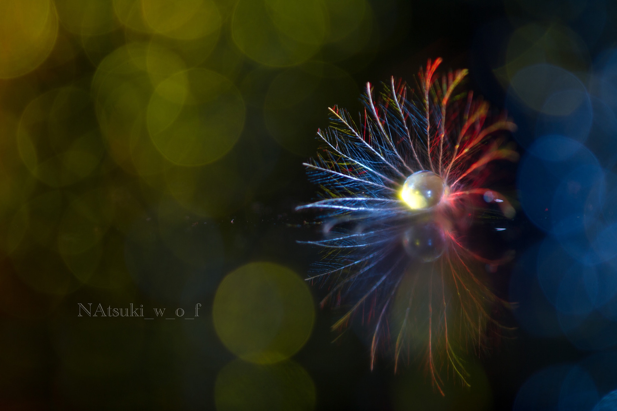 Tamron SP AF 180mm F3.5 Di LD (IF) Macro sample photo. Fantasy photography