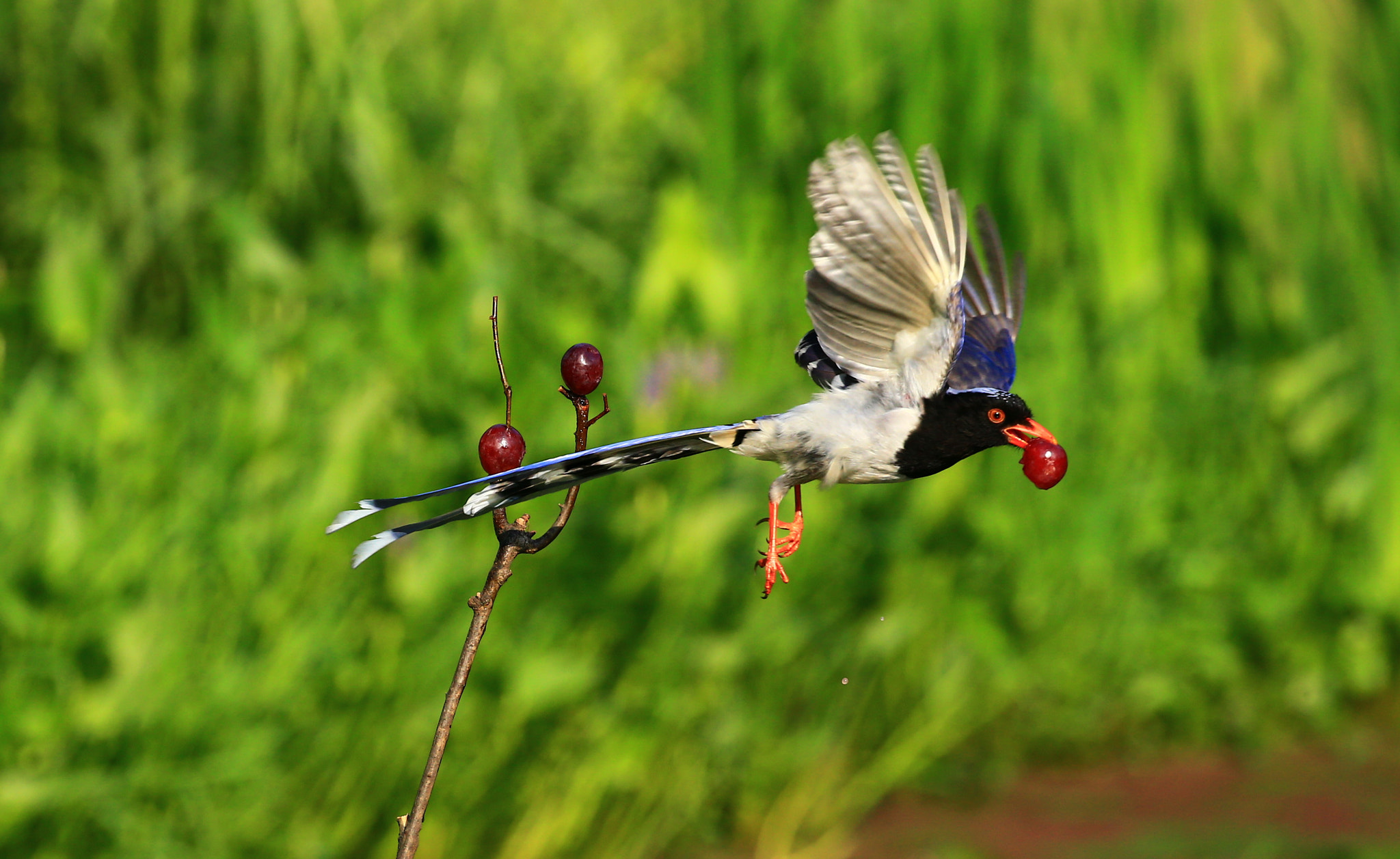 Canon EF 100-400mm F4.5-5.6L IS II USM sample photo. Breakfast time photography