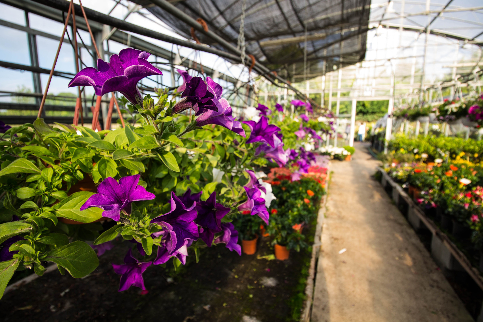 Canon EF-S 10-18mm F4.5–5.6 IS STM sample photo. Violet photography