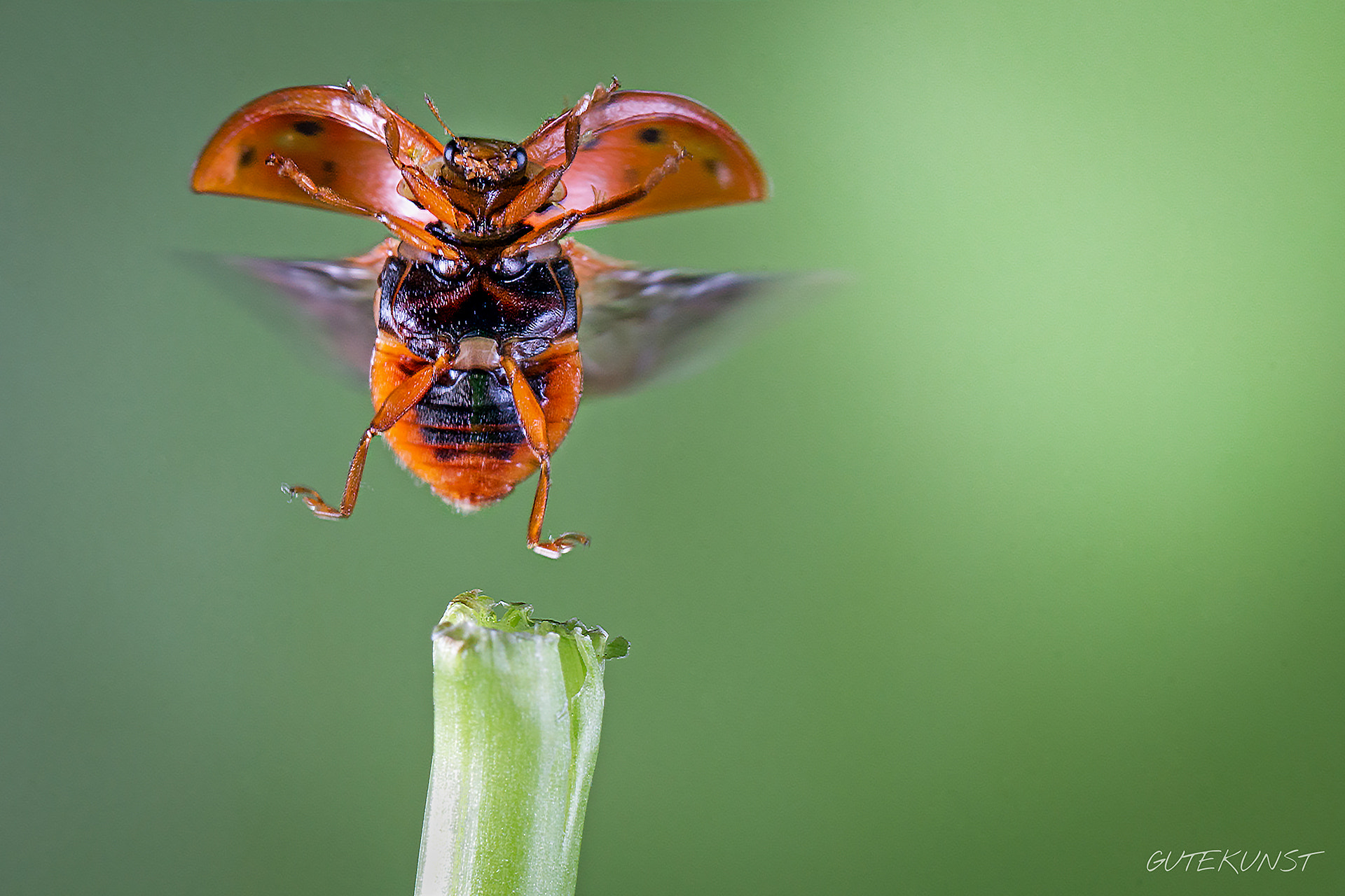 Sony SLT-A57 + Tamron SP AF 90mm F2.8 Di Macro sample photo. Take off n°1 photography