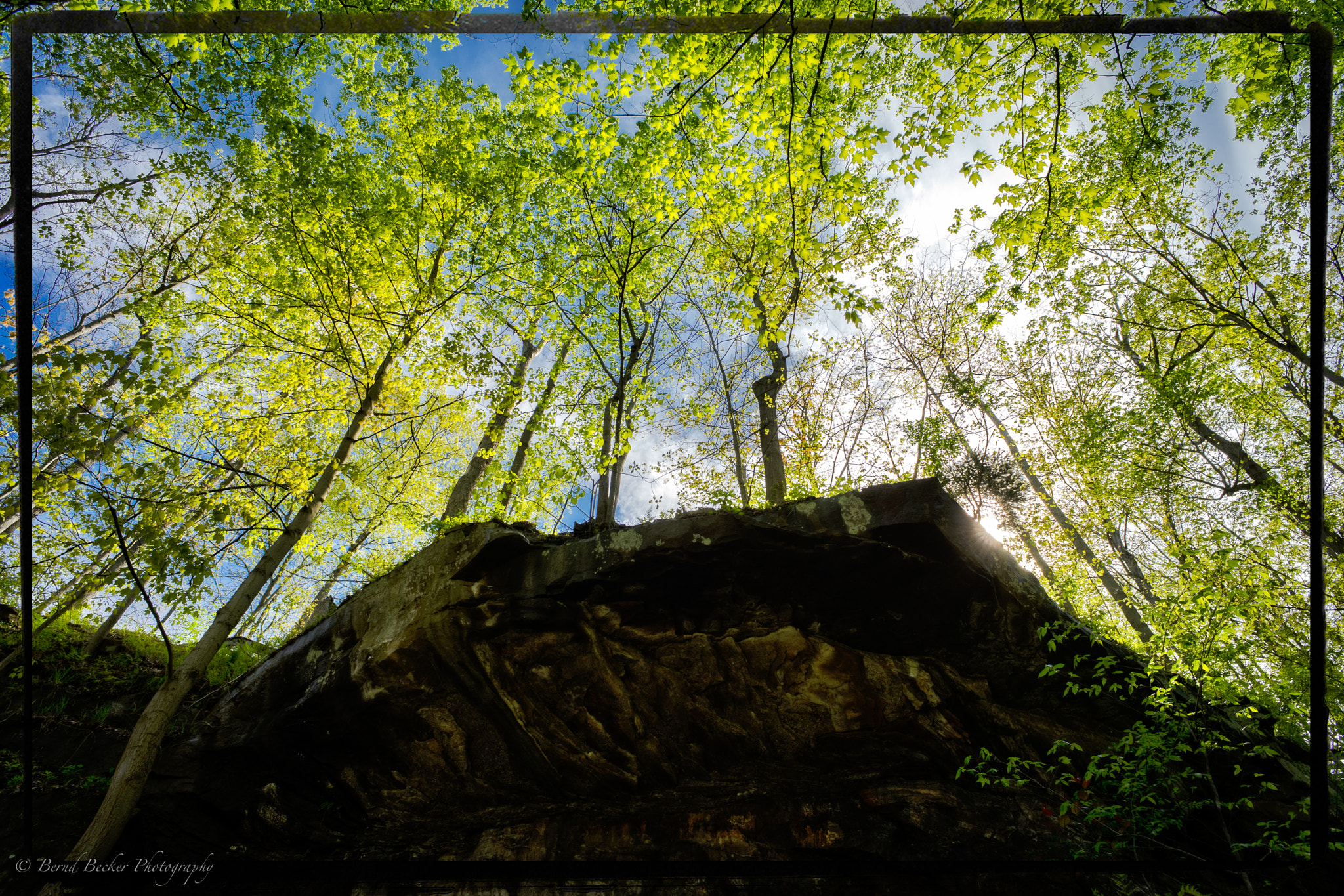 Sony a7 II + Sony 20mm F2.8 sample photo. Tree scene brandywine falls photography