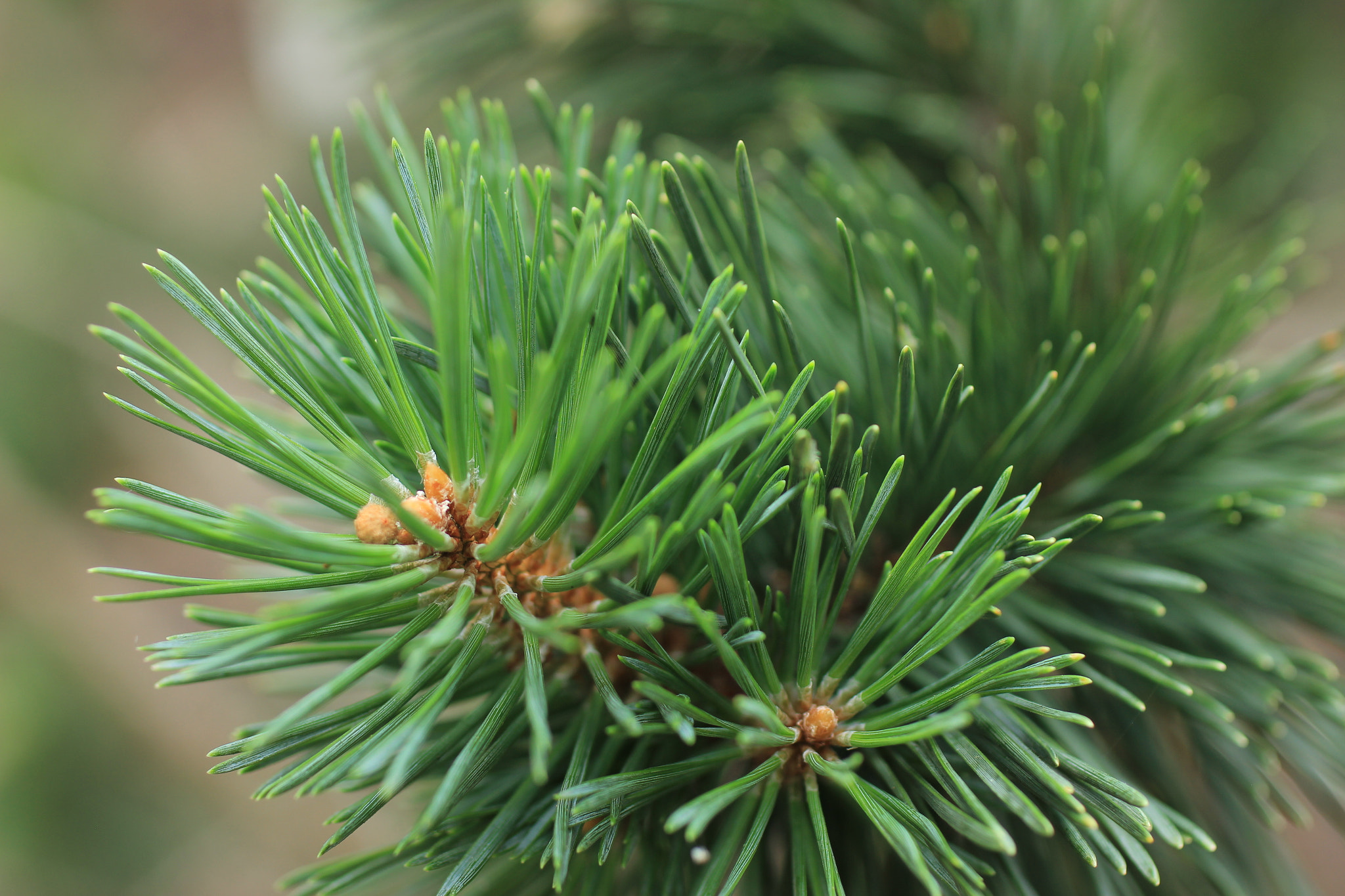 Canon EOS 550D (EOS Rebel T2i / EOS Kiss X4) + Canon EF 50mm F2.5 Macro sample photo. Tree photography