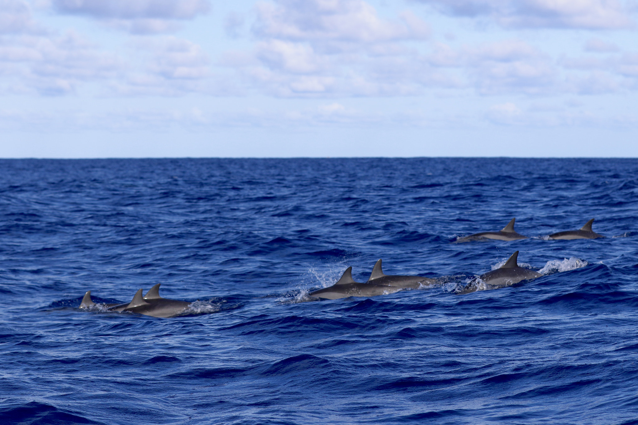 Canon EOS 7D Mark II + Canon EF 70-200mm F2.8L IS II USM sample photo. Common dolphins near the morne mountain in mauritius photography