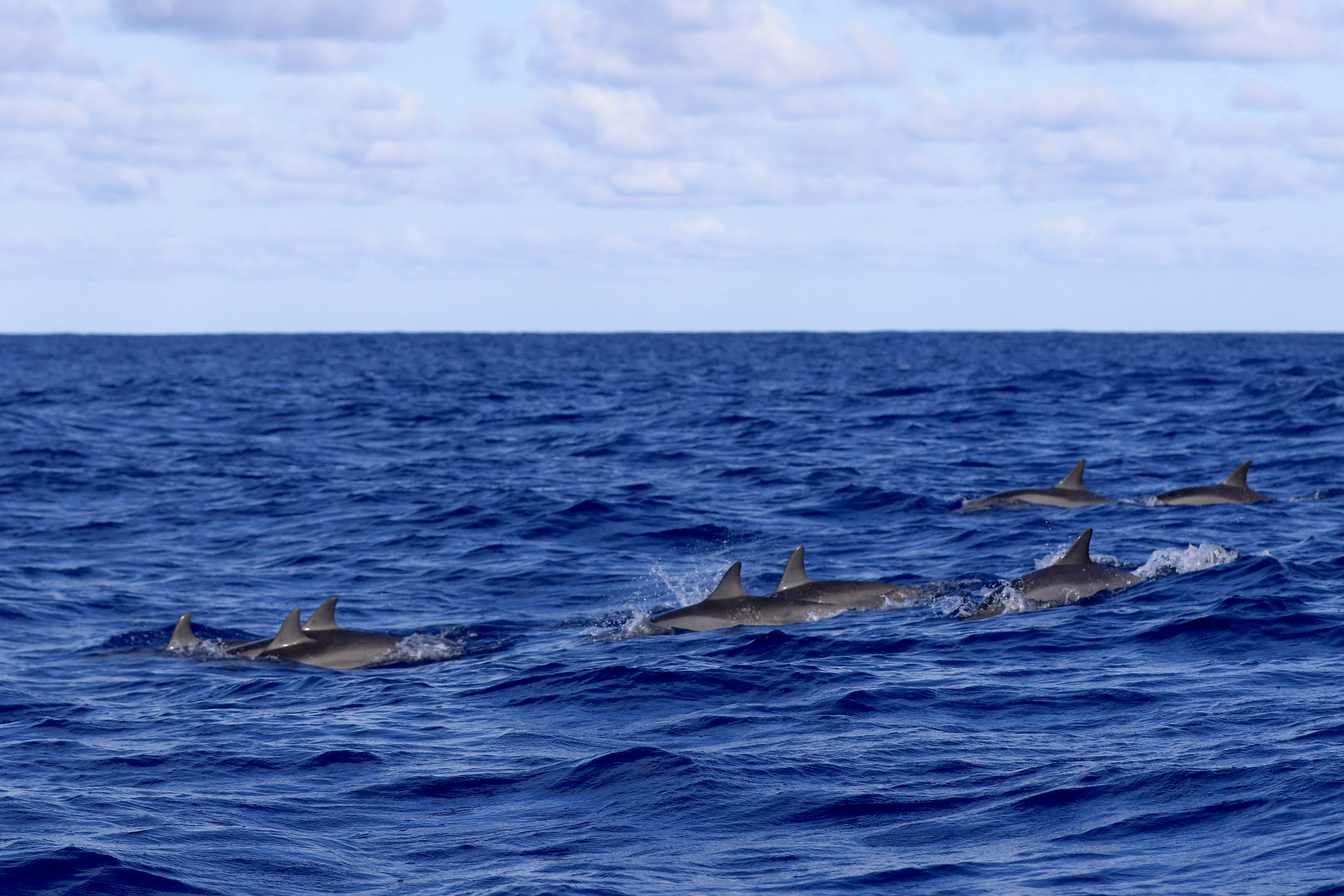 Canon EF 70-200mm F2.8L IS II USM sample photo. Common dolphins near the morne mountain in mauritius photography