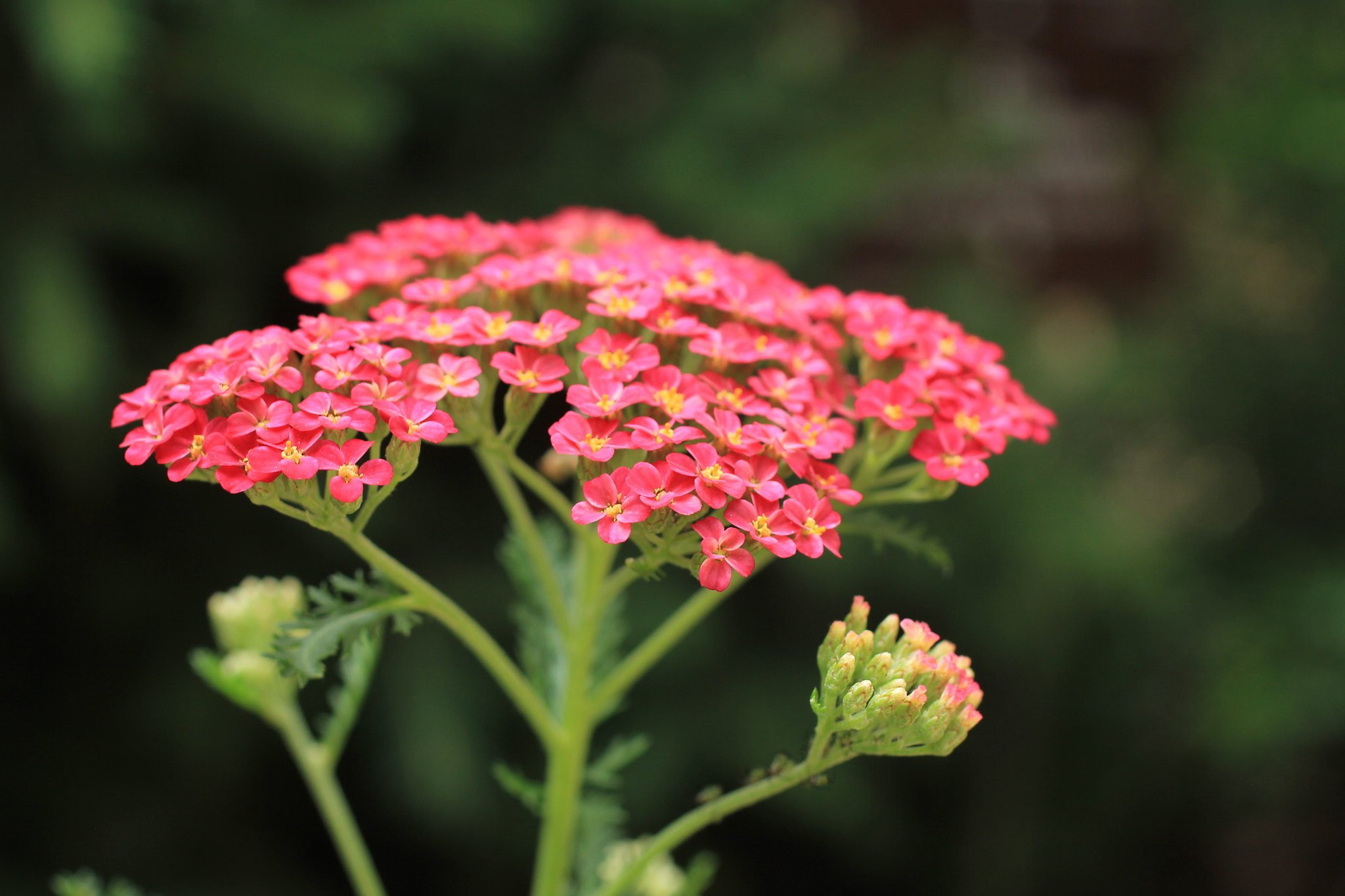 Canon EOS 550D (EOS Rebel T2i / EOS Kiss X4) + Canon EF 50mm F2.5 Macro sample photo. Flower photography