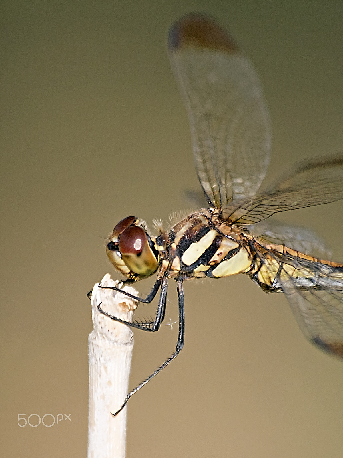 Sigma 70-300mm F4-5.6 APO DG Macro sample photo. Dragonfly photography