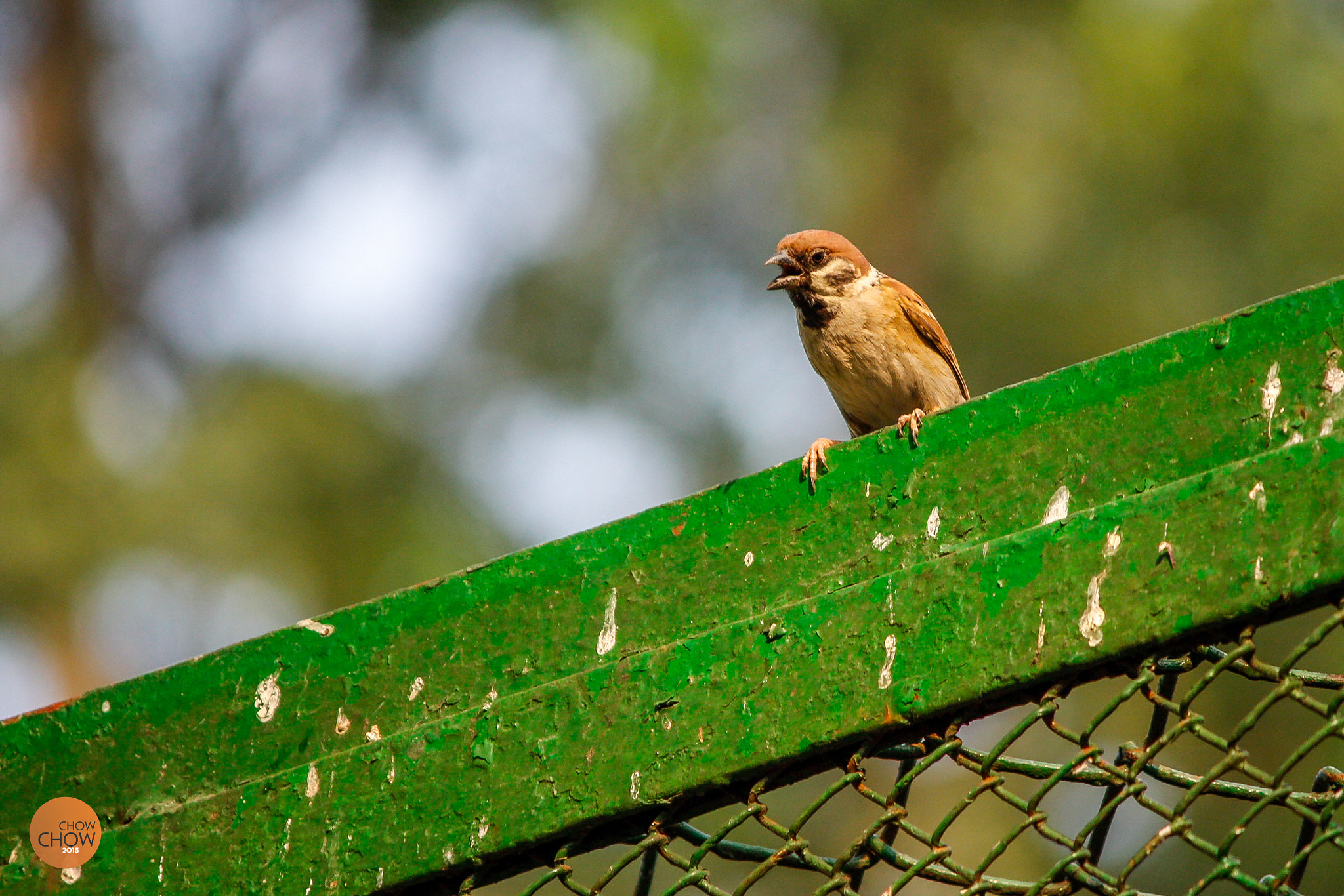 Canon EF-S 55-250mm F4-5.6 IS II sample photo. 20257111443.jpg photography